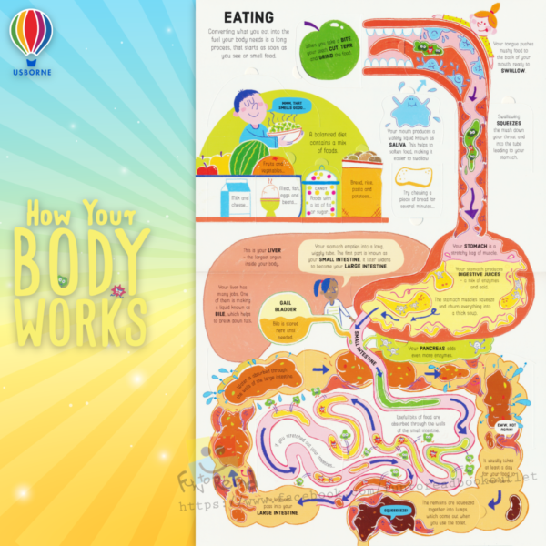 usborne lift the flap how your body works-inside03